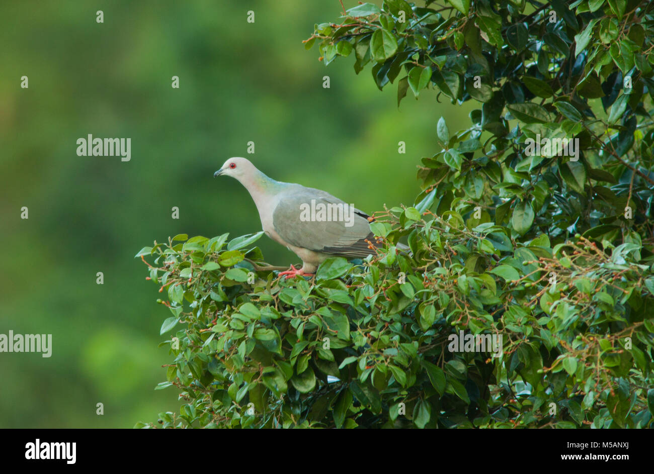 Ring-tailed pigeon (Patagioenas caribaea)  Blue Mountains National Park, Endemic to Jamaica Stock Photo