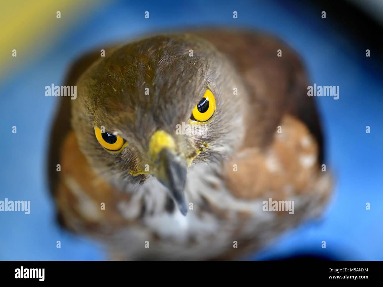 Small Changeable Hawk Eagle Crested Hawk Eagle Eyes Looking In Indoor Sun Lighting Stock Photo Alamy
