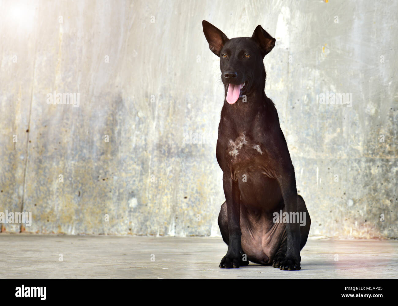 The portrait feeling of street dog in Thailand photo in outdoor sunset lighting. Stock Photo