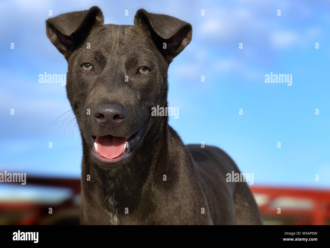 The portrait smile feeling of street dog in Thailand photo in outdoor sunset lighting. Stock Photo