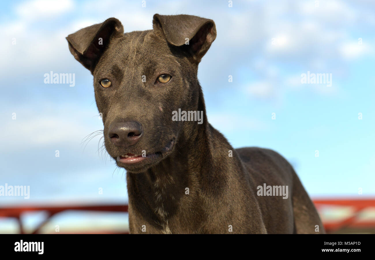The portrait feeling of street dog in Thailand photo in outdoor sunset lighting. Stock Photo