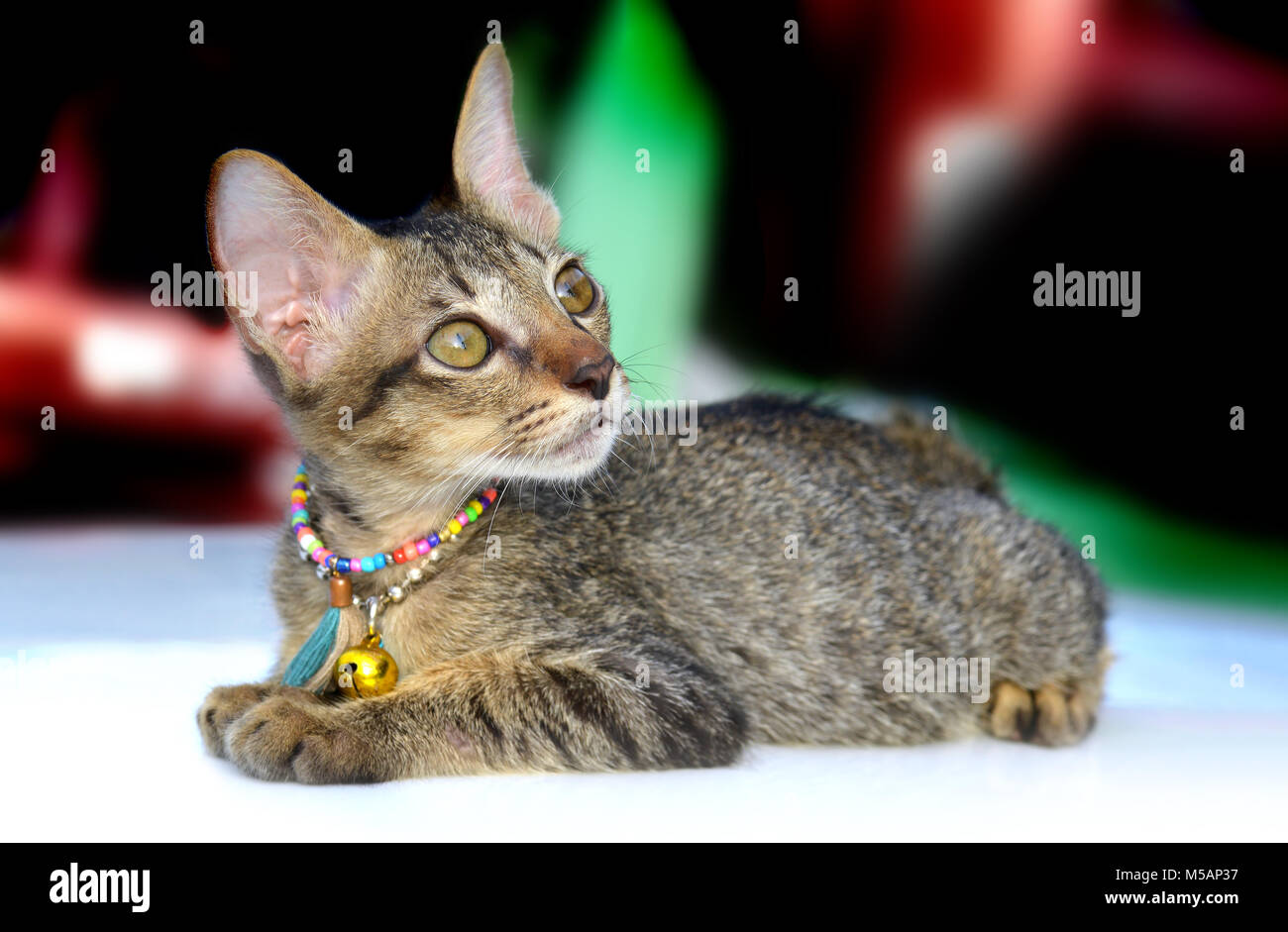 The portrait of Thai kitty cat in relaxing time photo in sunset outdoor lighting. Stock Photo