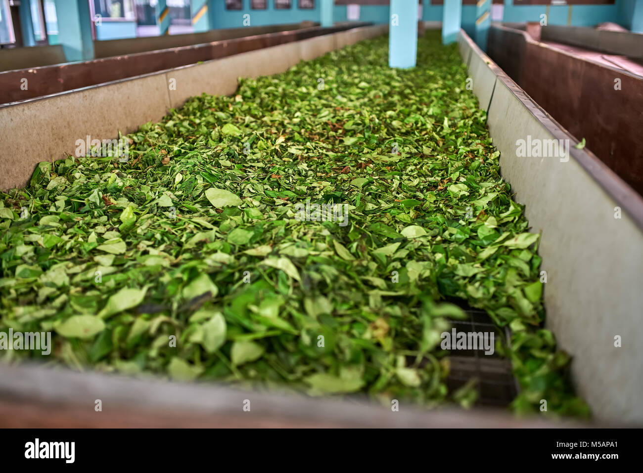 Green leaves of tea drying on factory Stock Photo