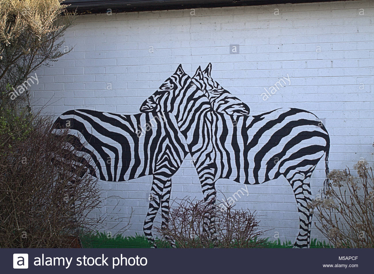 Zebra Painting Stock Photos & Zebra Painting Stock Images Alamy