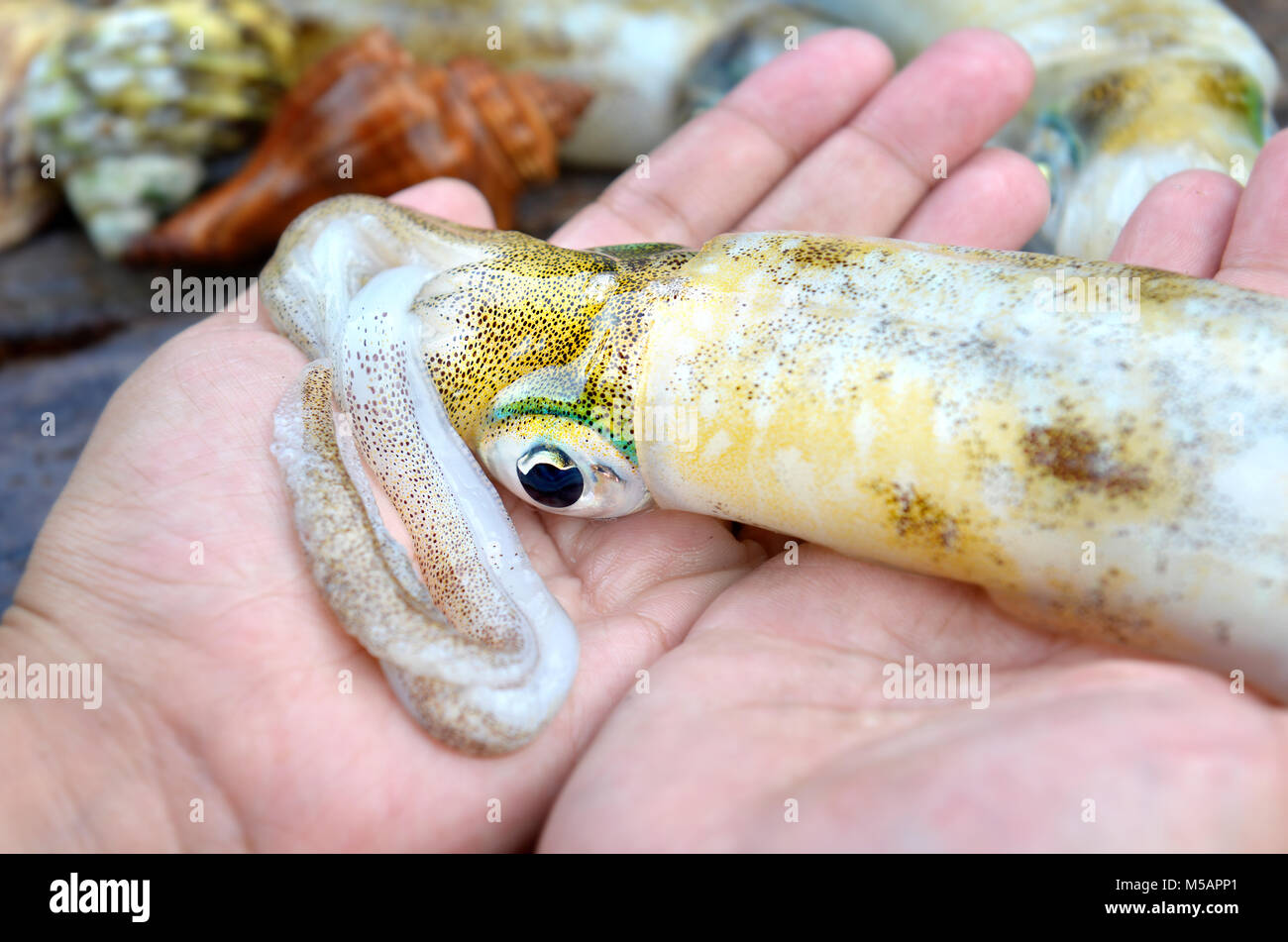 Fresh and life soft cuttle fish in hands from fishery market in Thailand photo in outdoor cloudy lighting. Stock Photo