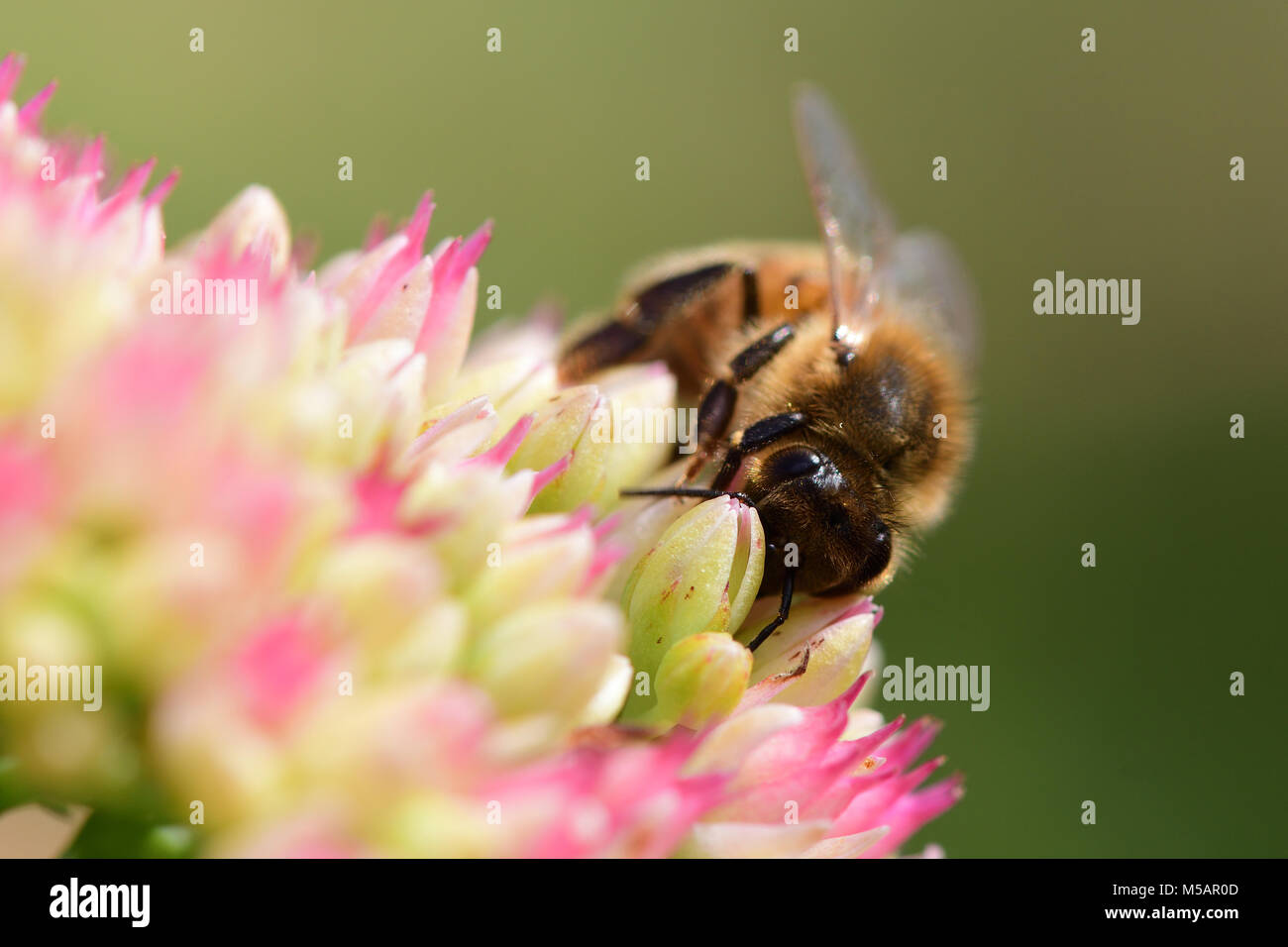 Macro shot of a bee pollinating a sedum flower Stock Photo Alamy