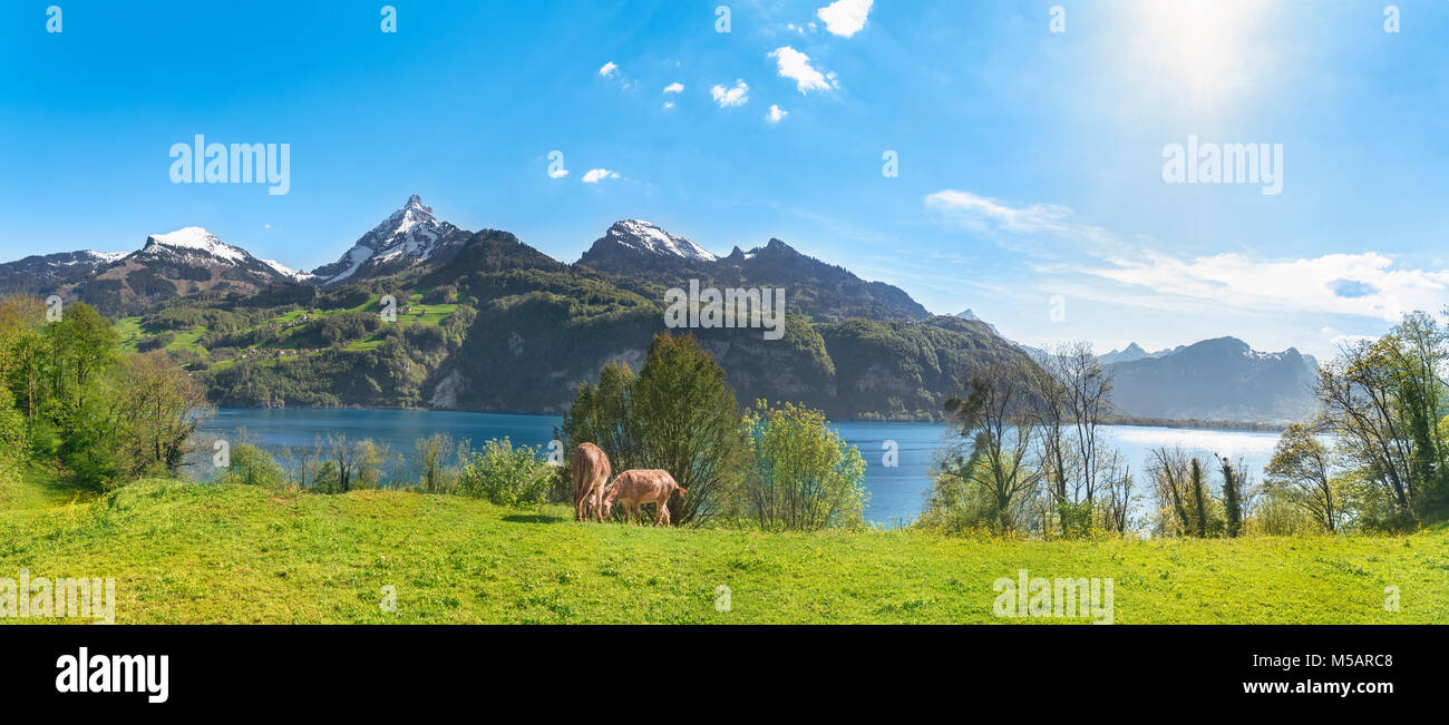 Beautiful summer panorama with the Swiss Alps mountains, the Walensee lake and green meadows with donkeys grazing the grass, in Quarten, Switzerland. Stock Photo