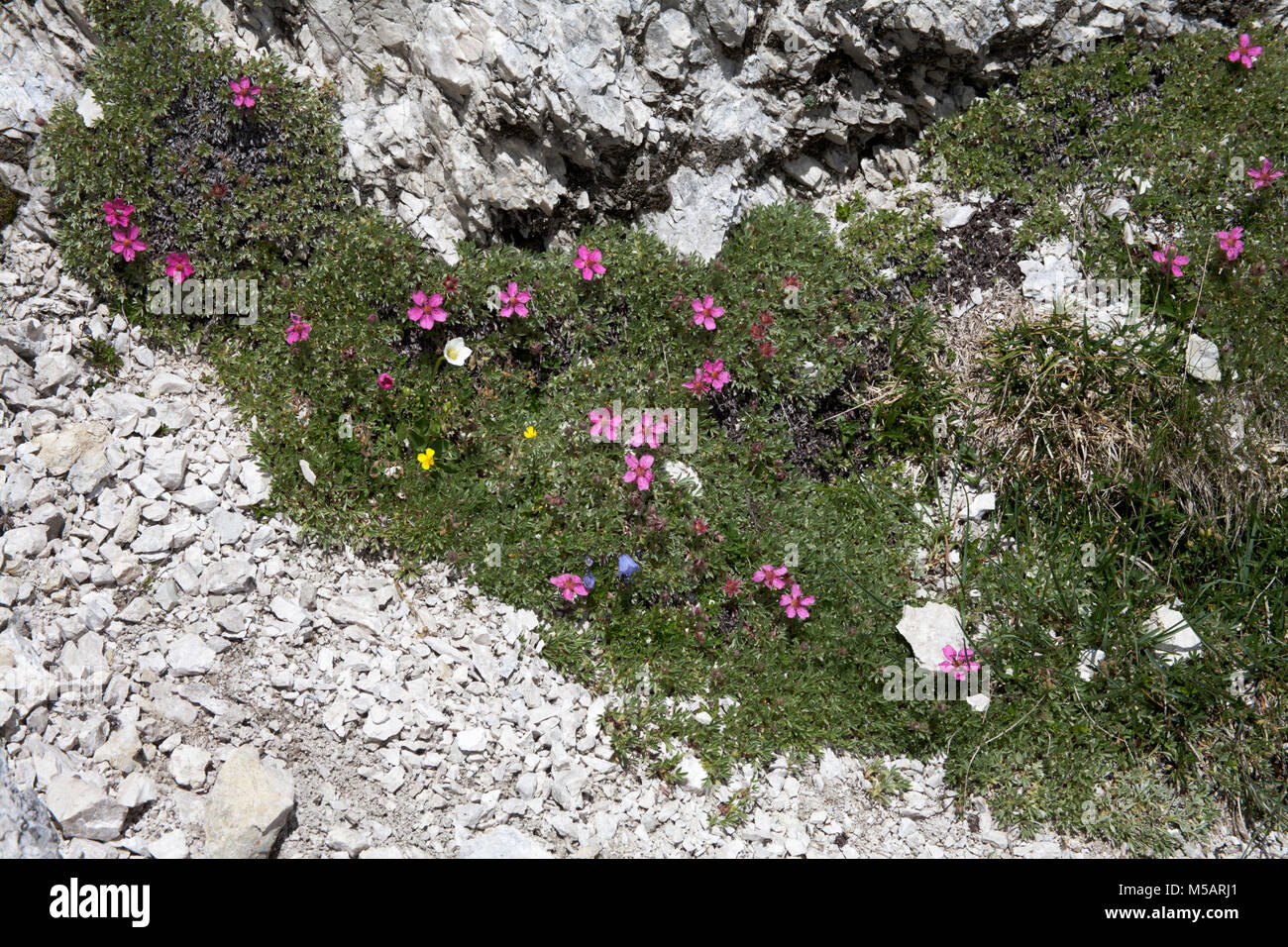 Pink Cinquefoil growing in the Val Gardena The Dolomites South Tyrol Italy Stock Photo