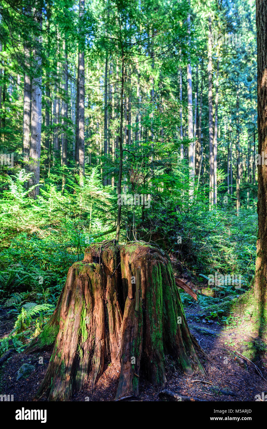 a young tree grows from an old stump in a tall green forest with moss ...