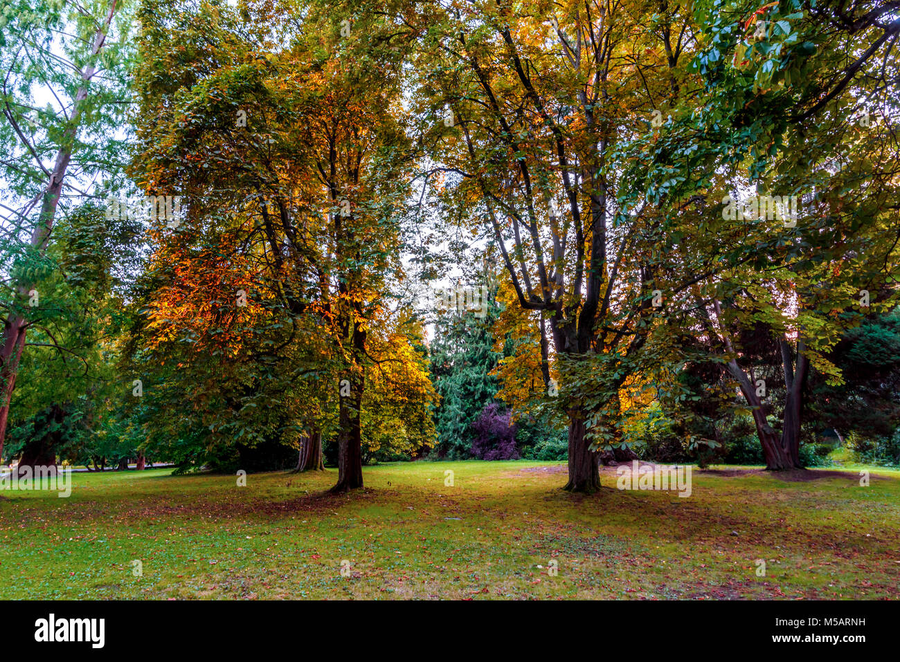 Yellow leaves of trees illuminated by evening sun rays in a green ...