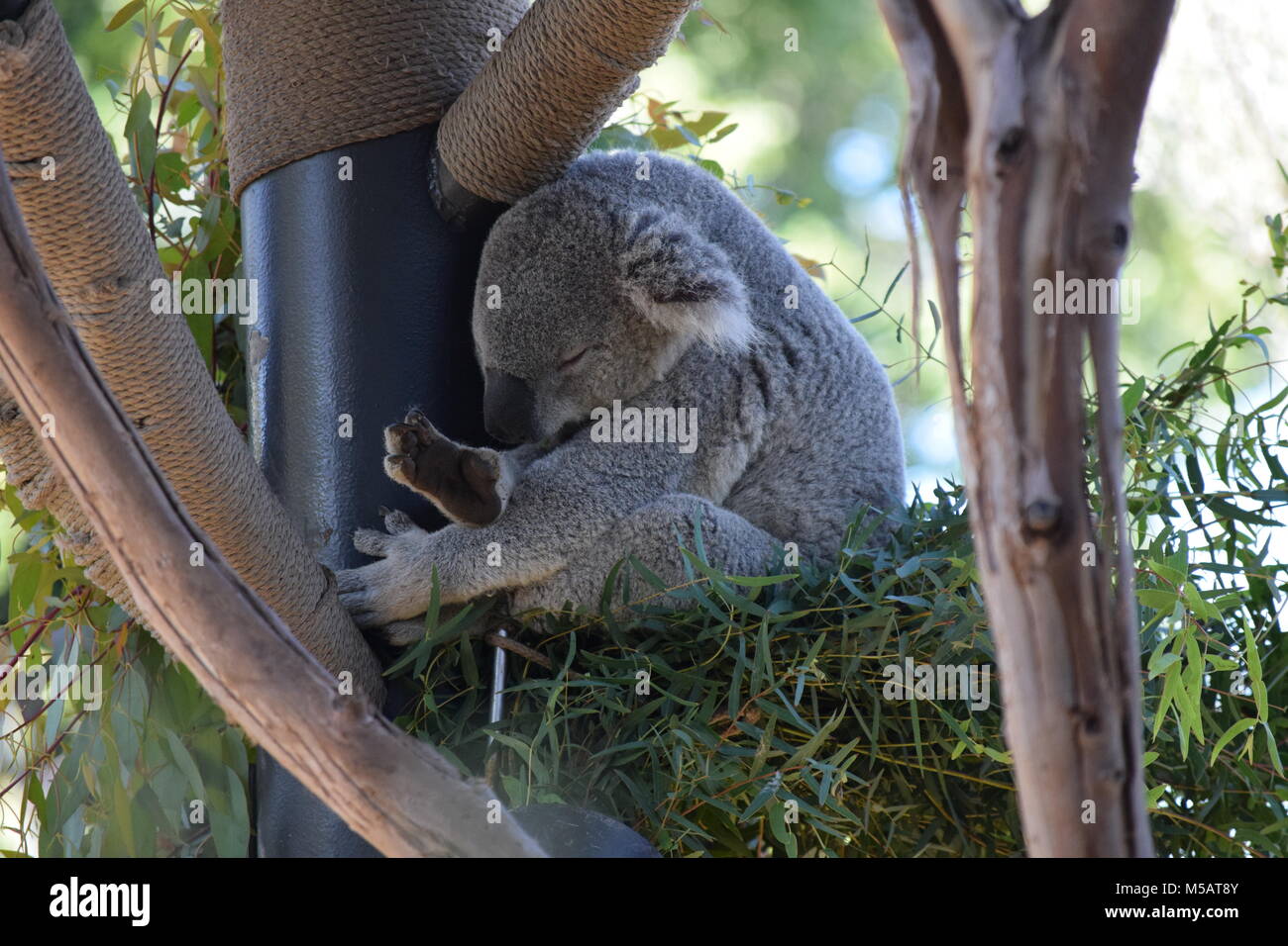 Lazy koala hi-res stock photography and images - Alamy Lazy koala hi-res stock photography and images - Alamy