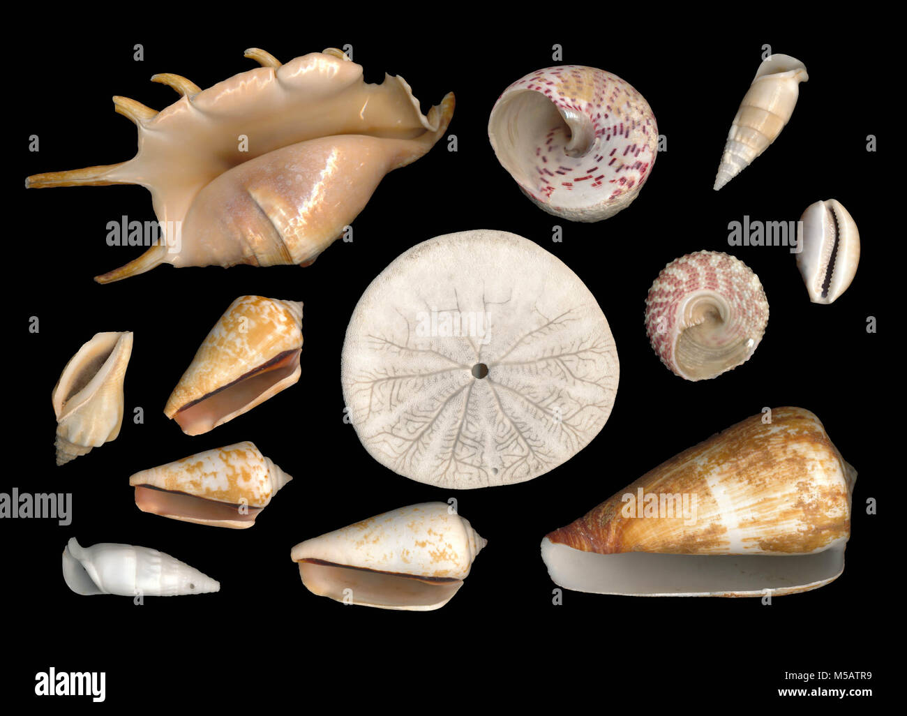 Sea shells with black background Stock Photo