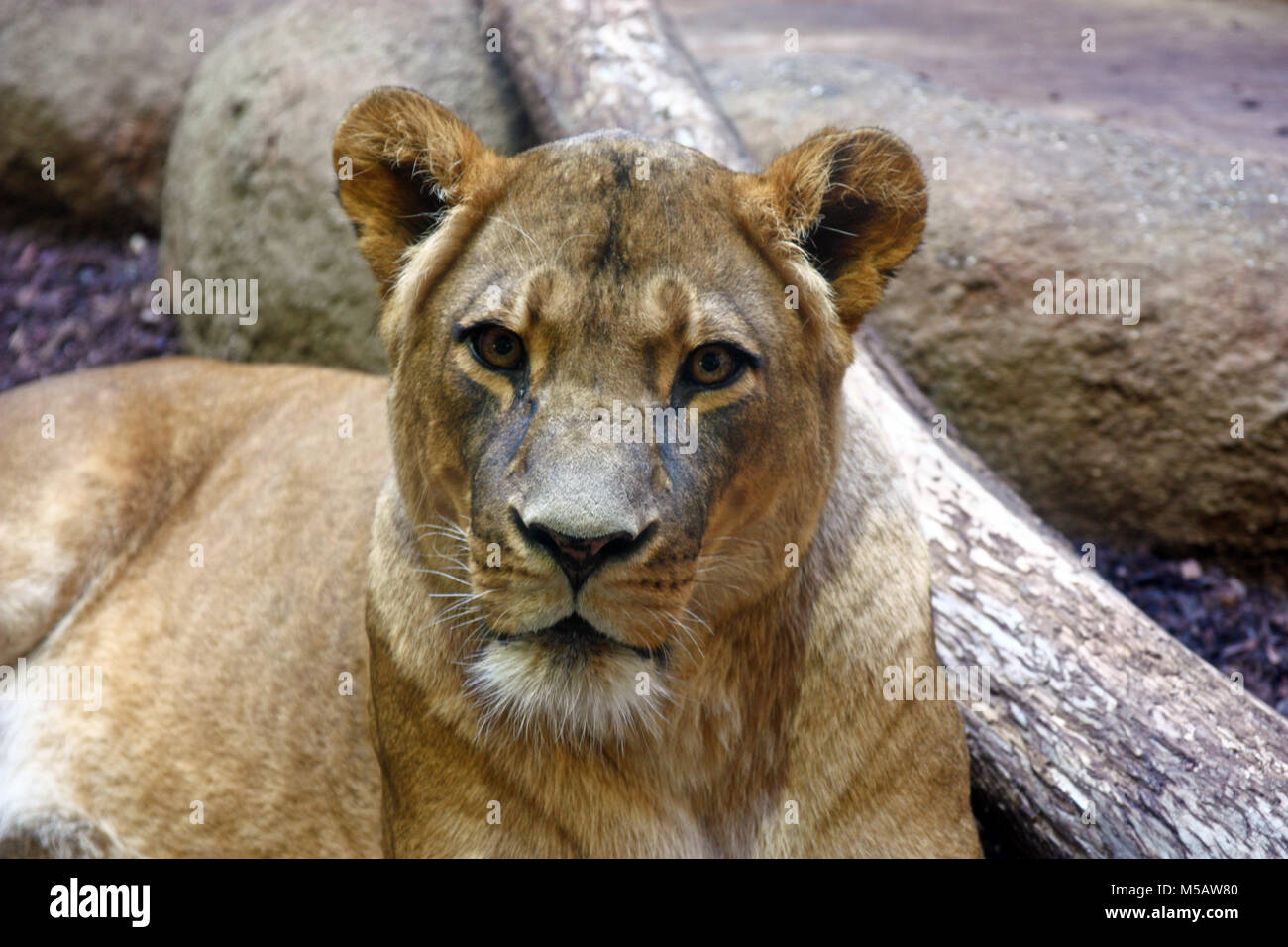 Lioness portrit, close-up, photographed at the zoo Stock Photo