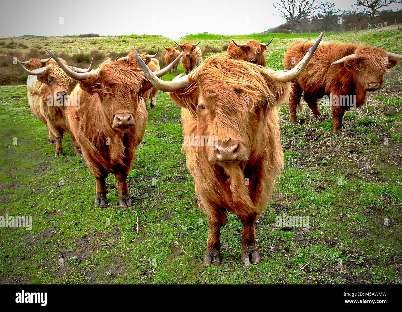 Highland cattle  - Bos taurus - their fearsome horns belie their gentle nature - Highland cattle are a Scottish cattle breed. They have long horns and long wavy coats that are coloured black, brindle, red, yellow, white, silver or dun, and they are raised primarily for their meat. Stock Photo