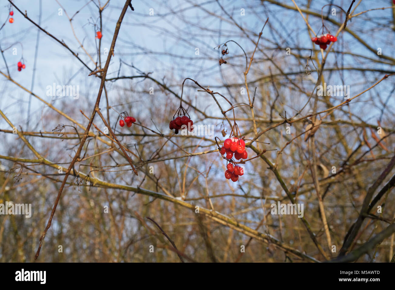 red berries on the leafless tree at the sunny autumnal day Stock Photo