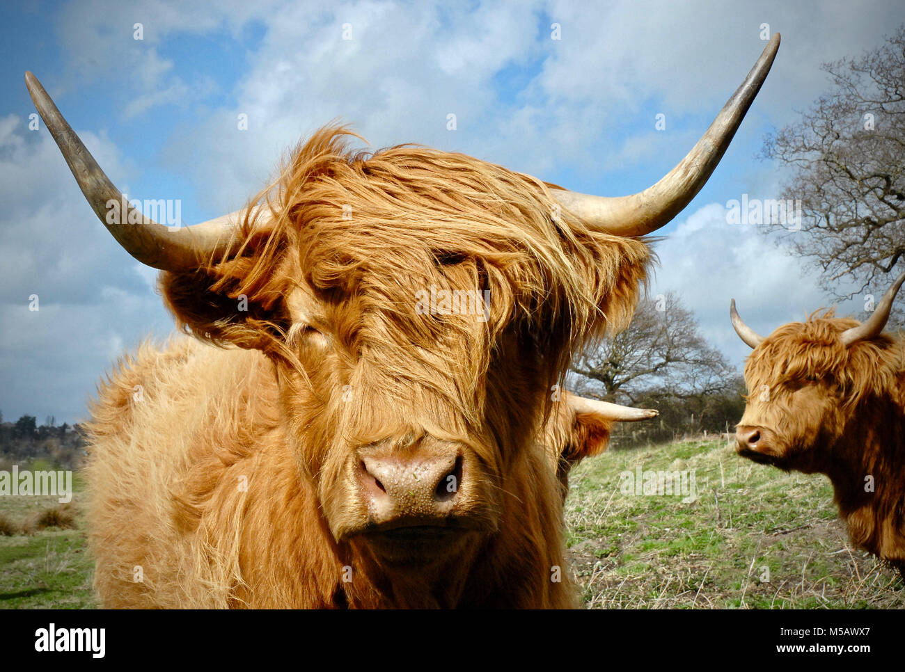 Highland cattle  - Bos taurus - their fearsome horns belie their gentle nature - Highland cattle are a Scottish cattle breed. They have long horns and long wavy coats that are coloured black, brindle, red, yellow, white, silver or dun, and they are raised primarily for their meat. Stock Photo