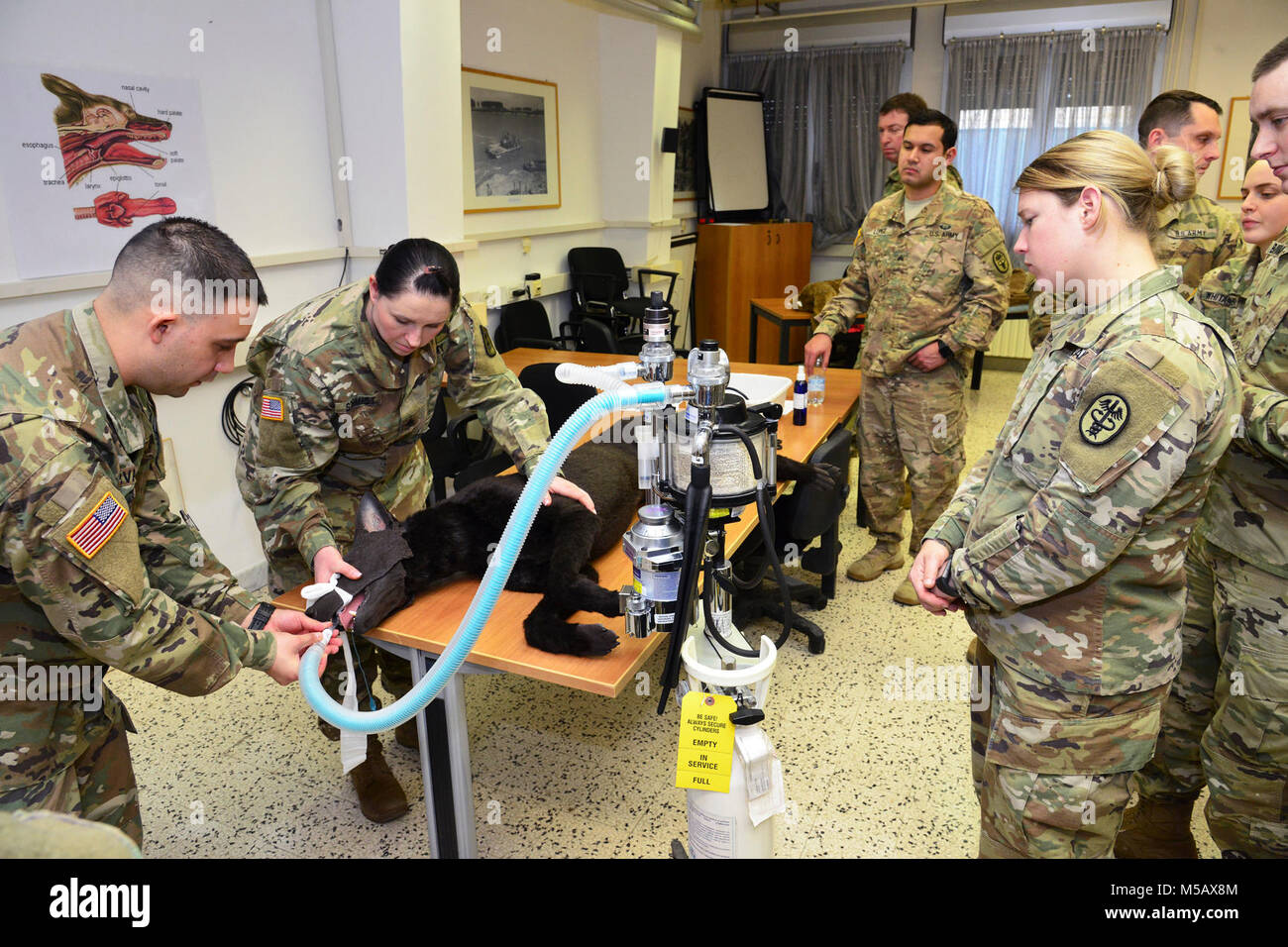 U.S. Army Sgt. Manuel Ivan Cervantes, animal care NCO, USARMY MEDCOM PH-E (left) and Sgt. Holly J. Schmidt assigned 64th Medical Detachment (USS) Baumholder Germany( center) , use Hero' the dummy training dog, to demonstrate how to properly intubate a patient who is undergoing general anesthesia during training Public Health Activity Italy Animal Care Specialists at Caserma Pluto, Longare, Vicenza, 12 Feb. 2018. Once the animal is intubated their heart and respiratory rate, blood oxygenation rate and carbon dioxide levels are monitored to make sure they're not too excessively sedated during su Stock Photo