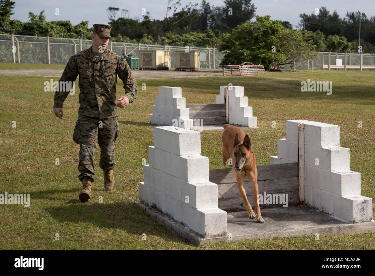 KADENA AIR BASE, OKINAWA, Japan – Lance Cpl. Matthew Yaw and Military Working Dog Bbulter run the obedience course Feb. 13 at the Marine Corps Installations Pacific K-9 kennels on Kadena Air Base, Okinawa, Japan. The obedience course reinforces instant, willing obedience. K-9 units are a visual and psychological deterrent which helps keep military installations narcotics and explosive free. Yaw is a military police officer and a dog handler with Headquarters and Support Battalion, MCIPAC- Marine Corps Base Camp Butler, Japan. Bbutler’s unique name came from Lackland Air Force Base’s signature  Stock Photo