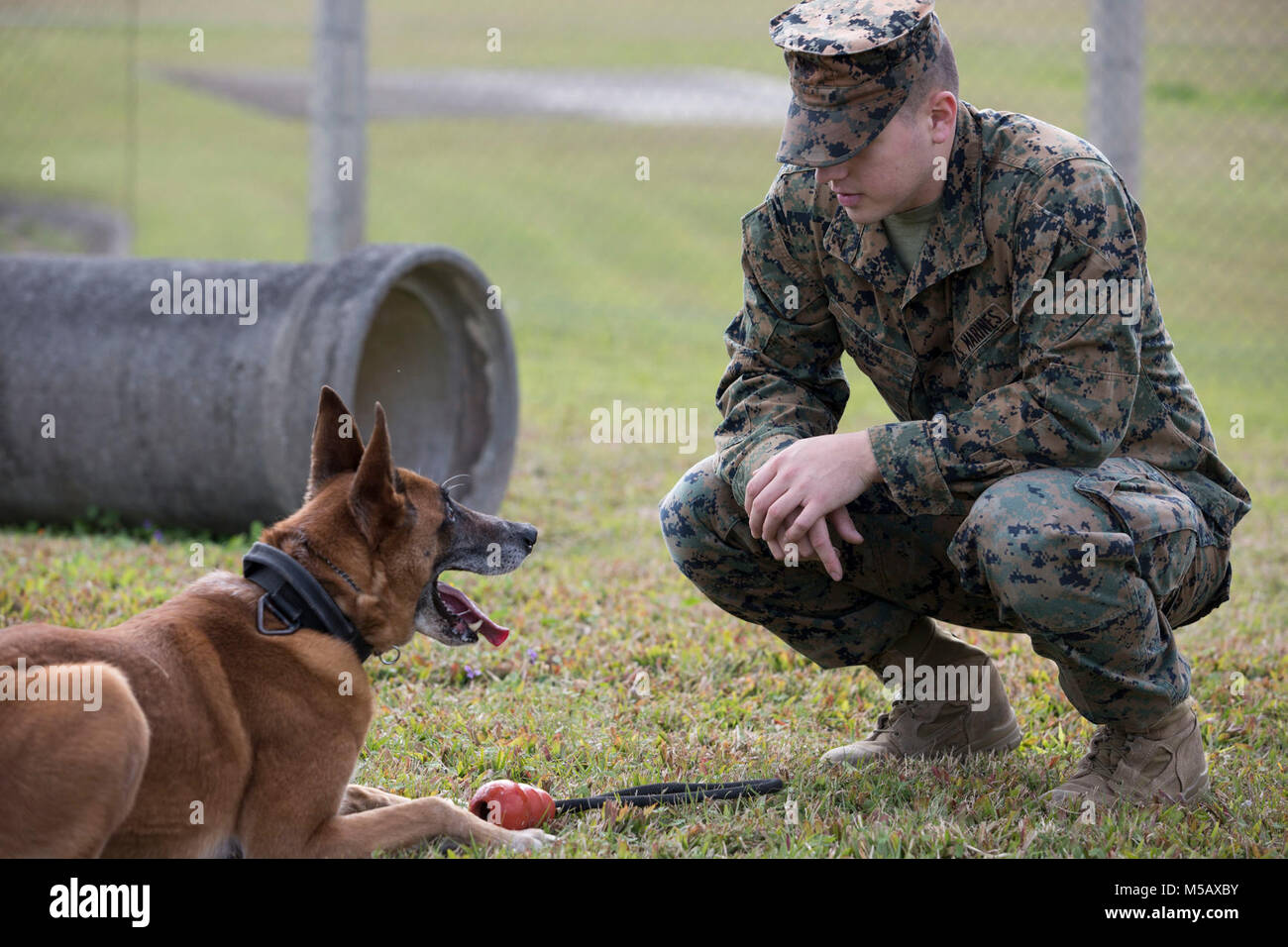 KADENA AIR BASE, OKINAWA, Japan – Lance Cpl. Matthew Yaw and Military Working Dog Bbulter practice “out” drills Feb. 13 at the Marine Corps Installations Pacific K-9 kennels on Kadena Air Base, Okinawa, Japan. Out is a command that military dog handlers give their MWD to release an object. Handlers and their dogs practice training through the obedience course to consistently instill instant, willing obedience. K-9 units are a visual and psychological deterrent which helps keep military installations narcotics and explosive free. Yaw is a military police officer and a dog handler with Headquart Stock Photo