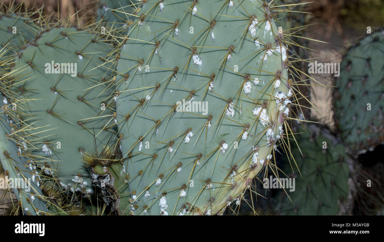 Closeup on dying Prickly cactus (Opuntia phaeacantha) infested with cochineal scale insects Stock Photo