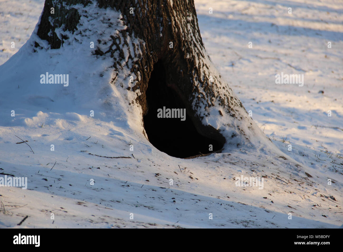 A hollow in a tree in winter Stock Photo Alamy