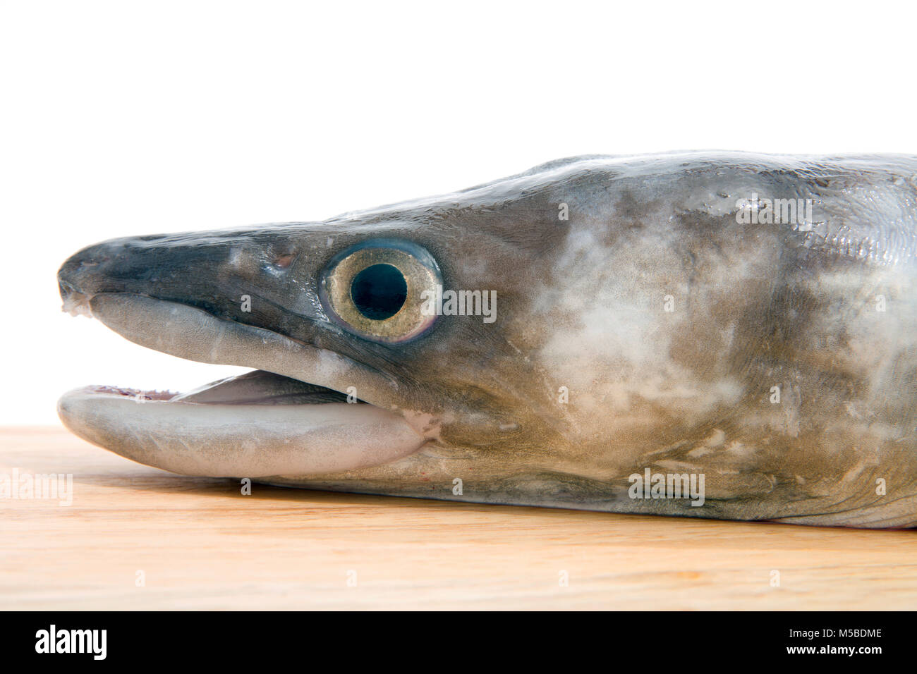 Conger eel head hires stock photography and images Alamy