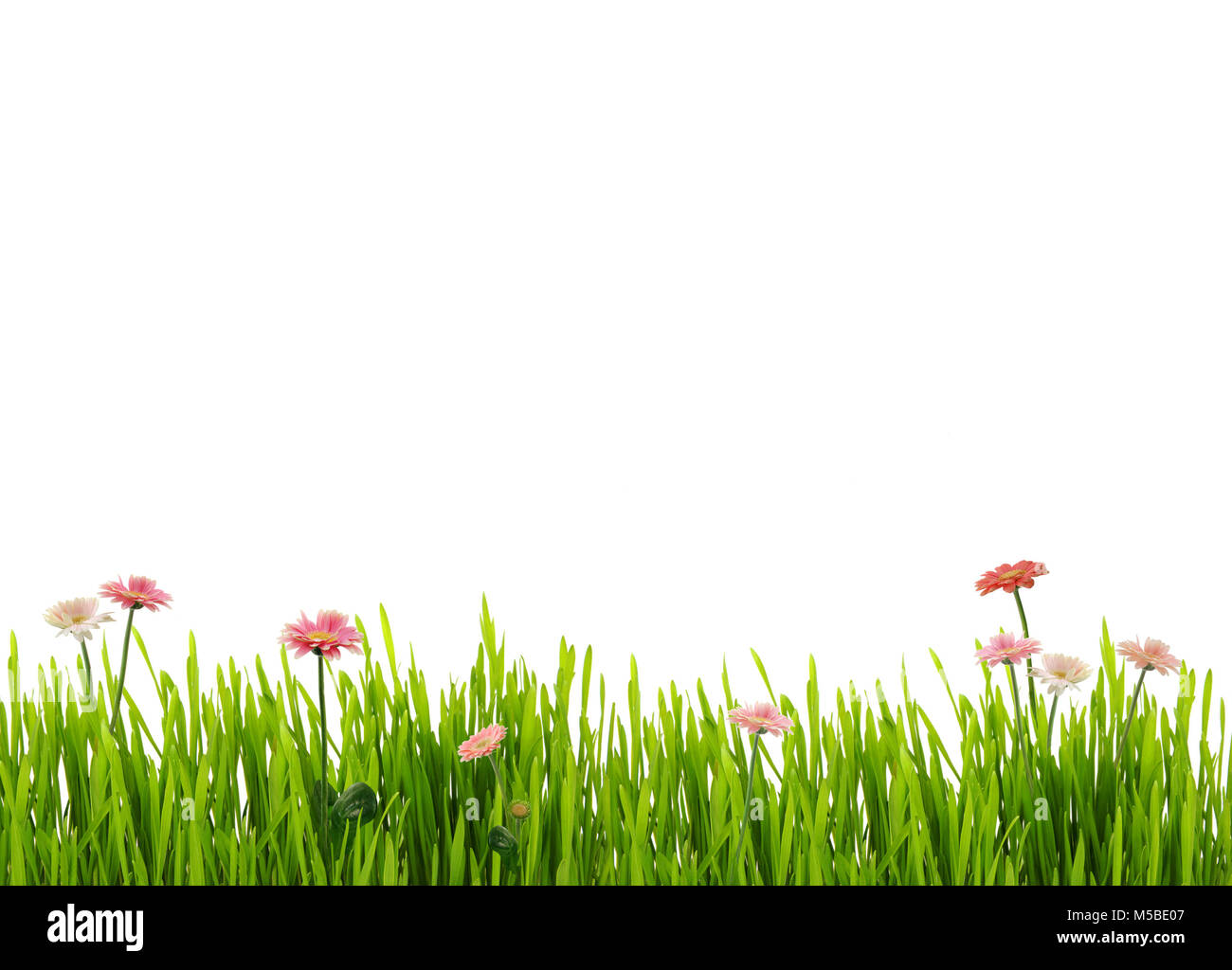 Fresh spring grass and daisies, isolated on white background Stock Photo