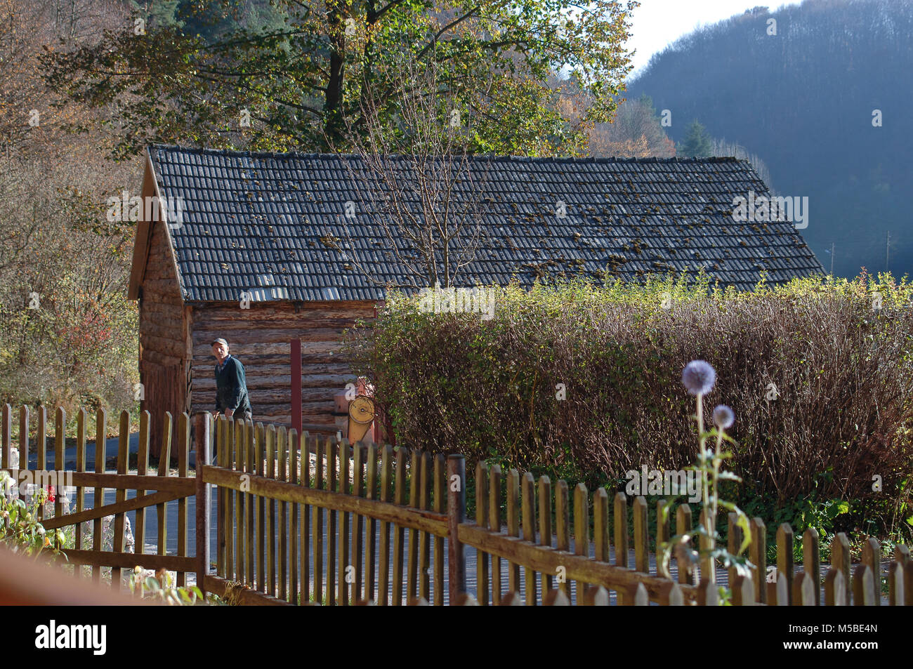 House In The Forest with Trees with Golden Dry Leaves Stock Photo - Alamy