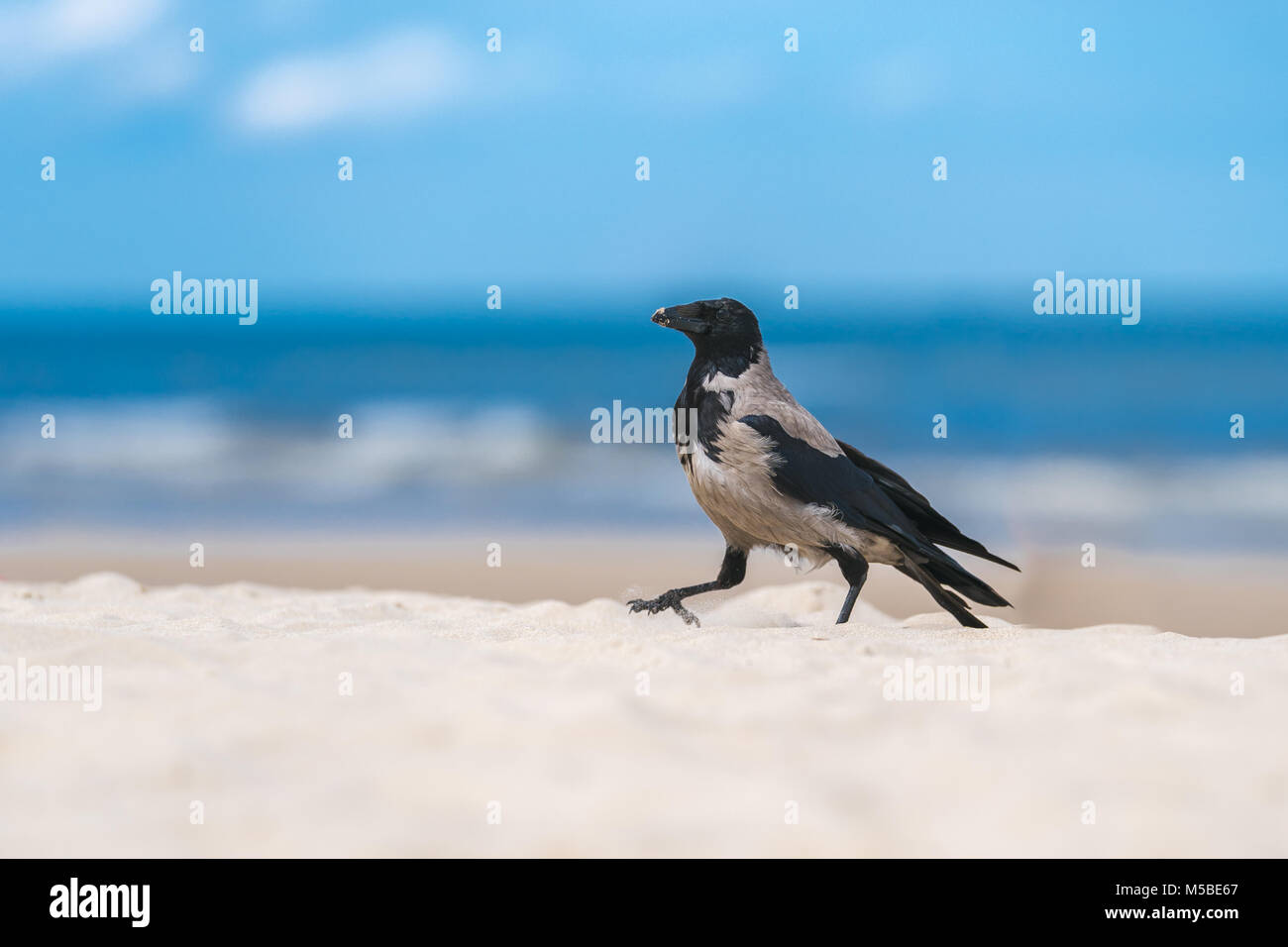 A fog crow walks on a sandy beach in front of blue sky. Stock Photo