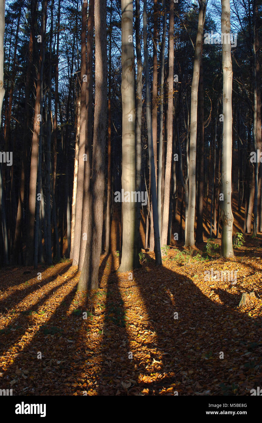 Tree Late Fall Image Forest Trees Late Fall Autumn, with Golden Dry Leaves Stock Photo - Alamy