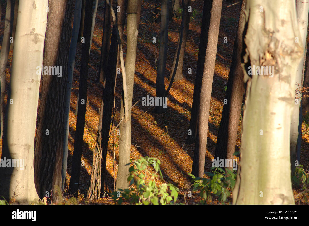 Forest Trees Late Fall Autumn, with Golden Dry Leaves Stock Photo Alamy