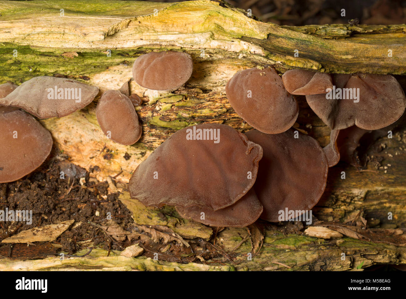 Edible wood ear fungi, Auricularia auricula-judae, growing on a fallen elder tree in woodlands in Dorset England UK GB Stock Photo