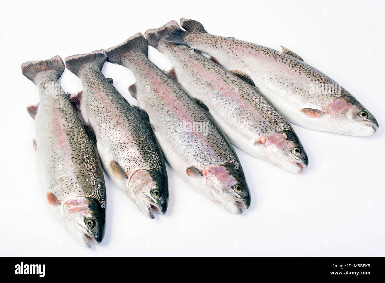 Rainbow trout caught fly fishing on a reservoir in Dorset England UK GB