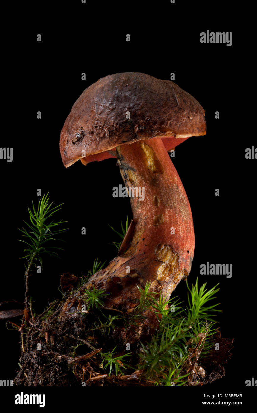 A single Scarletina bolete, Neoboletus luridiformis on a black background with moss and earth it was growing in. Hampshire England UK GB. Stock Photo