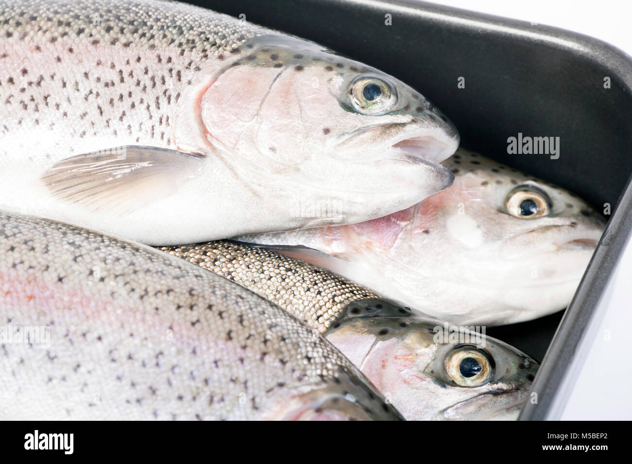 Rainbow trout caught fly fishing on a reservoir in Dorset England UK GB