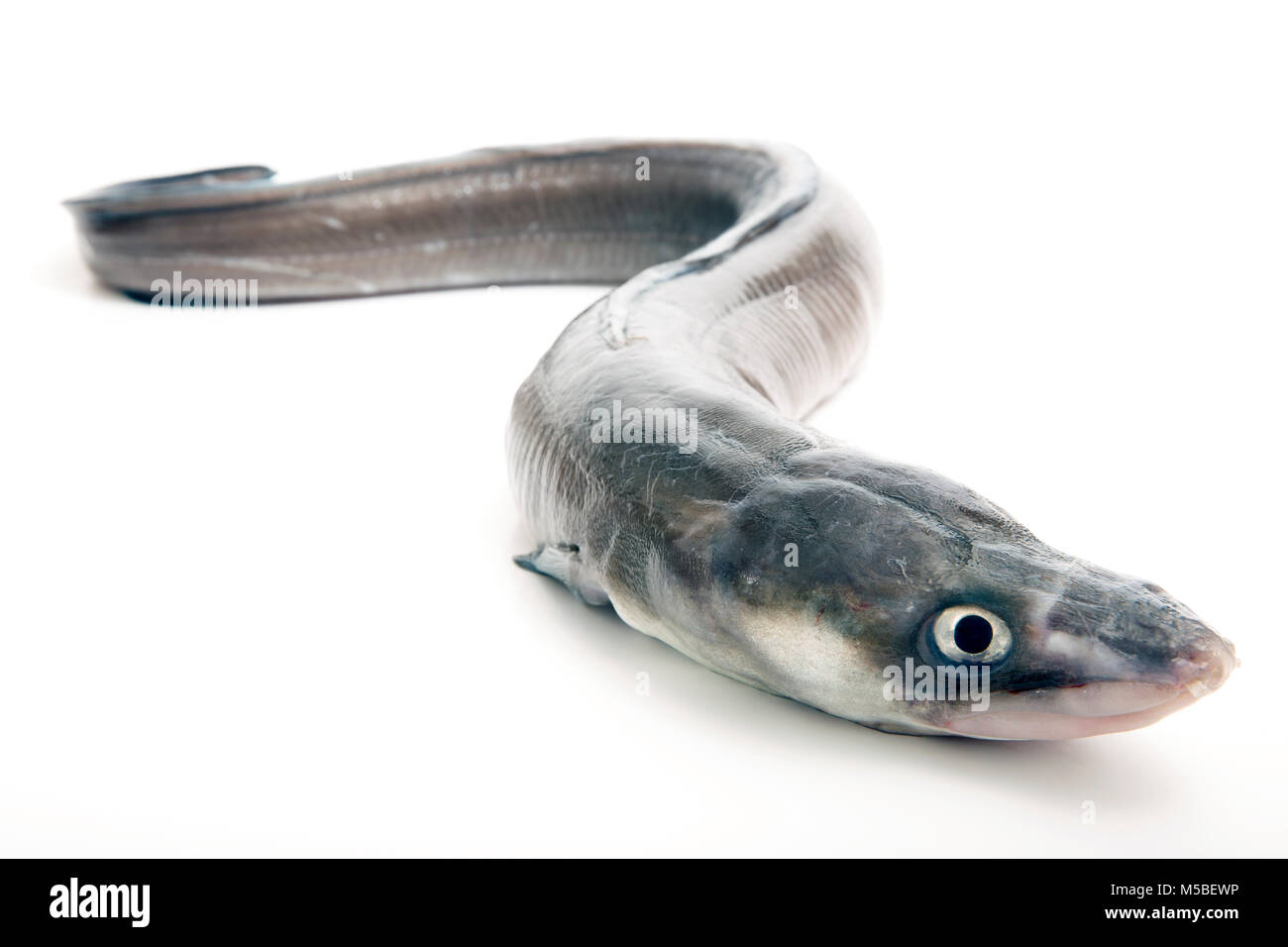 C conger hires stock photography and images Alamy