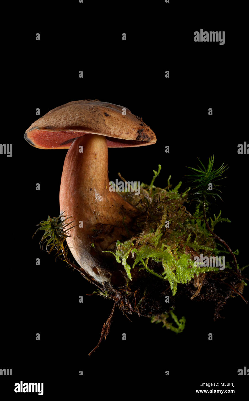A single Scarletina bolete, Neoboletus luridiformis on a black background with moss and earth it was growing in. Hampshire England UK GB. Stock Photo