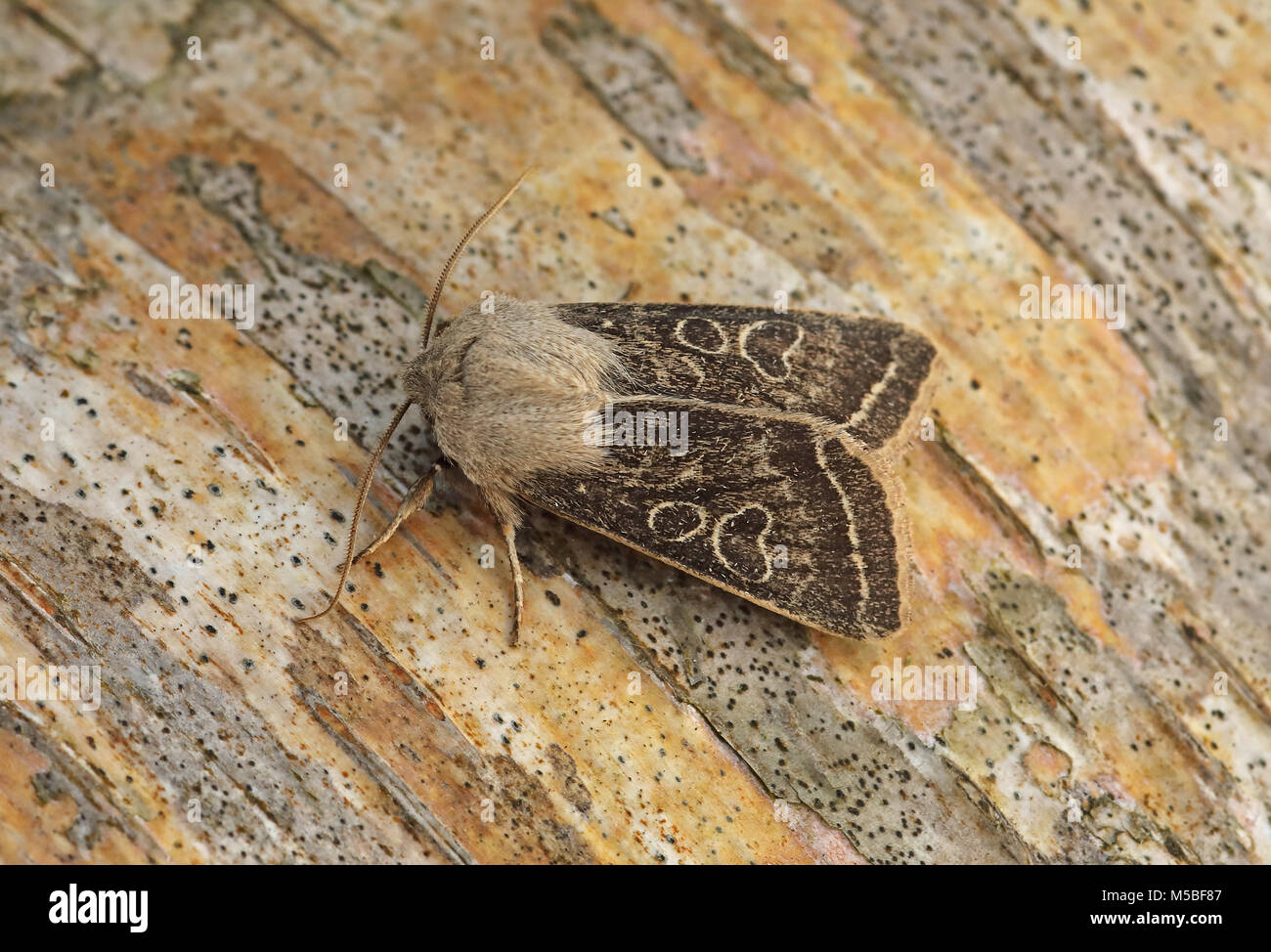 Clouded Drab (Orthosia incerta) adult at rest.....unusually marked individual  Eccles-on-Sea, Norfolk         April Stock Photo