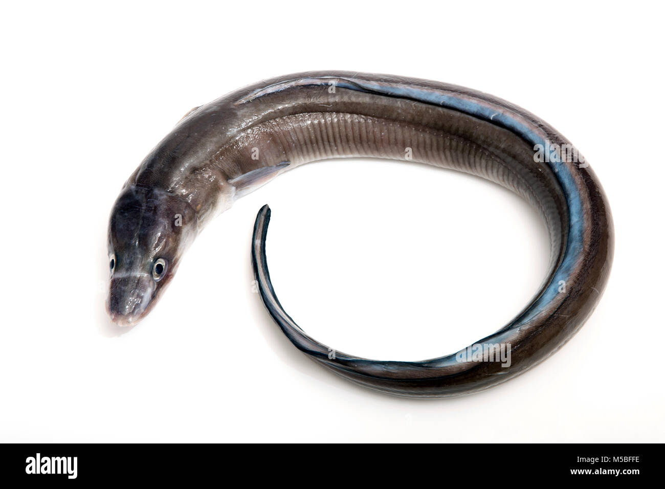 C conger hires stock photography and images Alamy