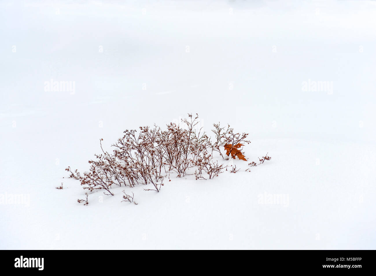 spirea plant in winter Stock Photo