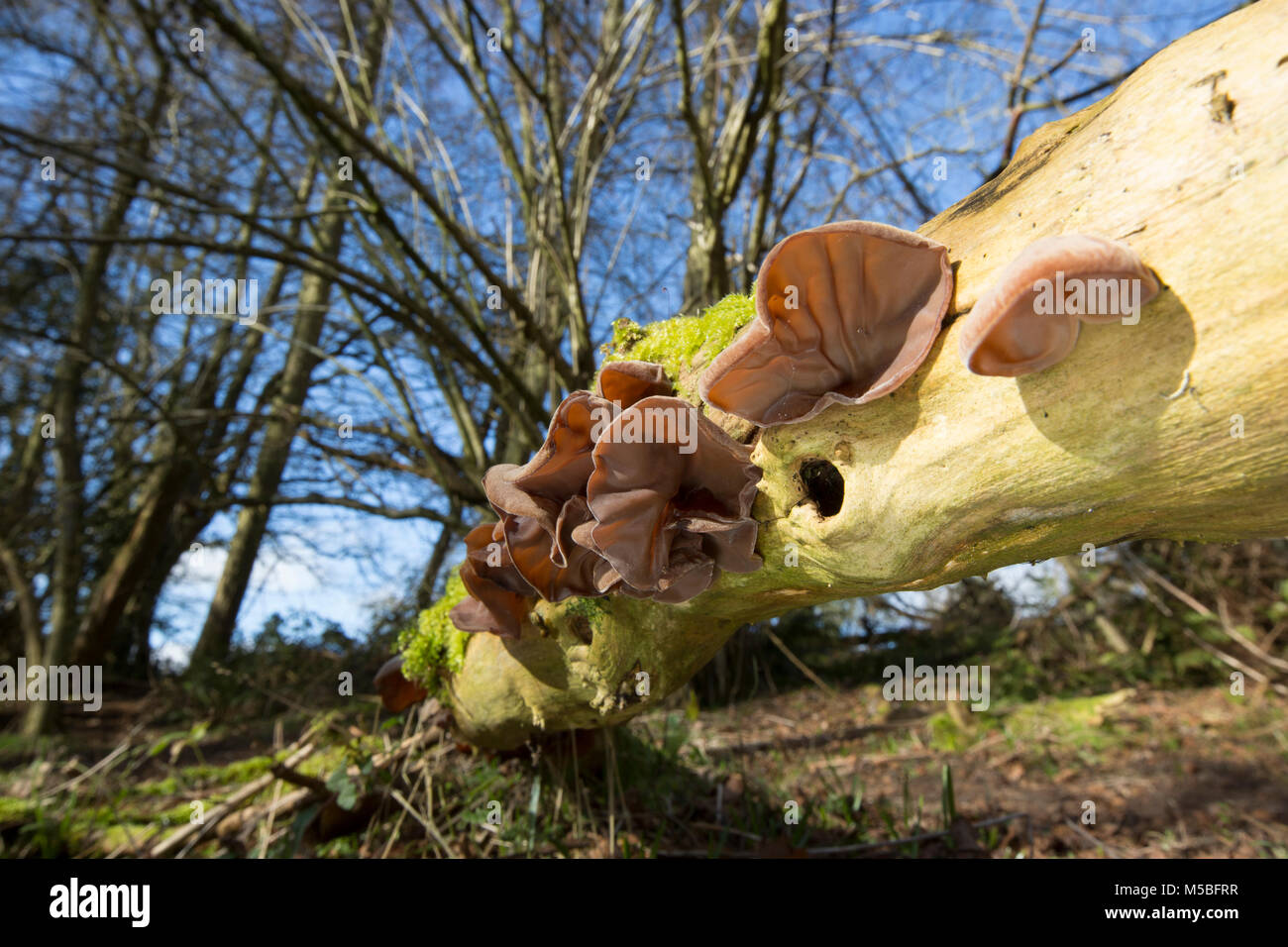 Edible wood ear fungi, Auricularia auricula-judae, growing on a fallen elder tree in woodlands in Dorset England UK GB Stock Photo