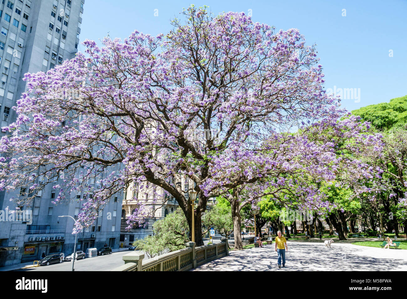 Buenos Aires Argentina,Plaza San Martin,park,green space,Jacaranda mimosifolia,sub-tropical tree,blue purple flowers,blooming,shade,man men male,walki Stock Photo