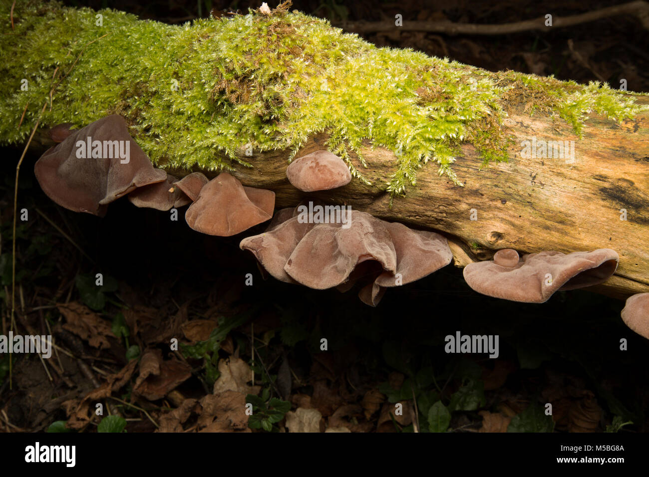 Edible wood ear fungi, Auricularia auricula-judae, growing on dead elder tree wood. Dorset England UK GB Stock Photo