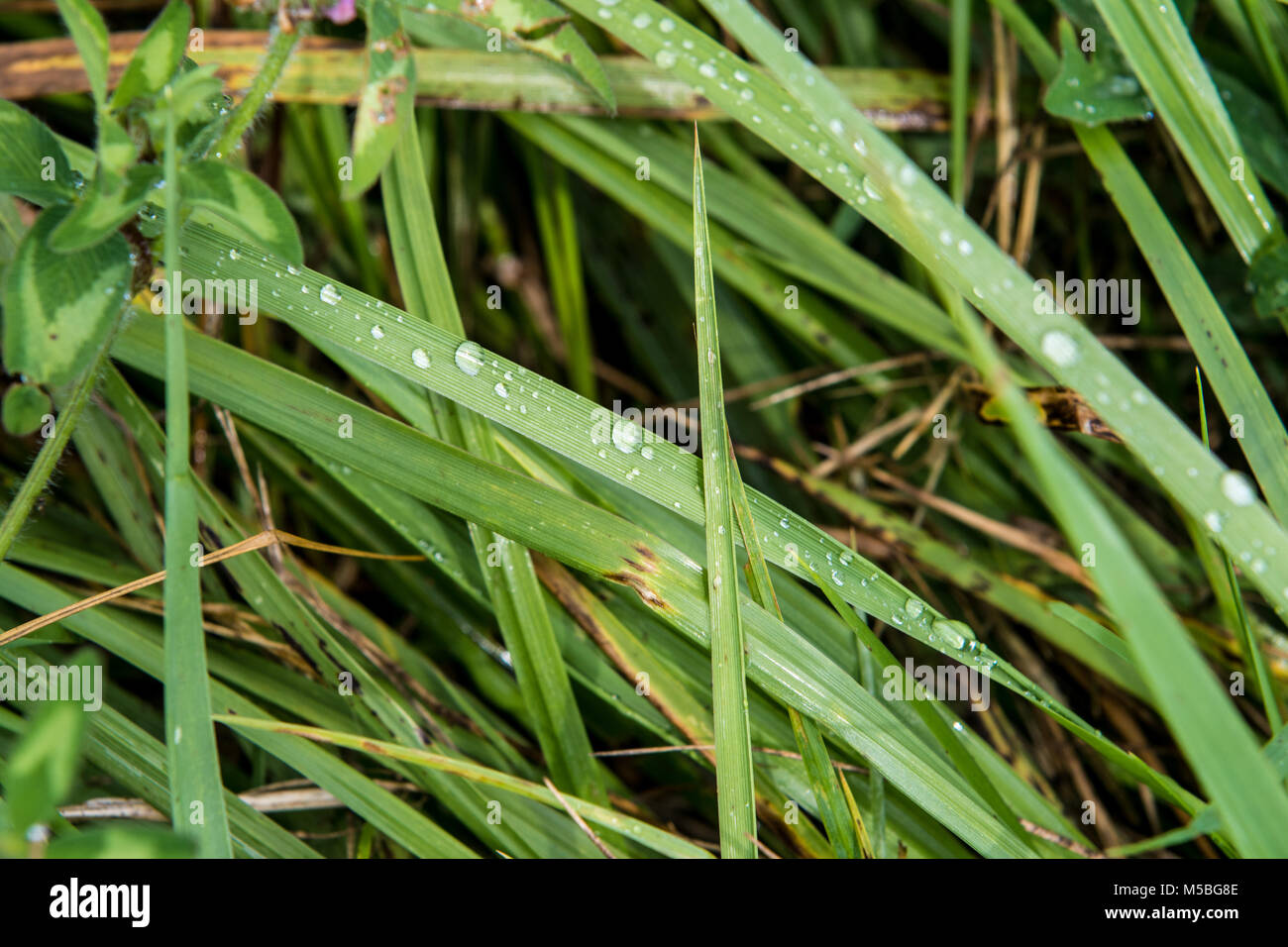Dewy grass in field in Mercer County PA Stock Photo