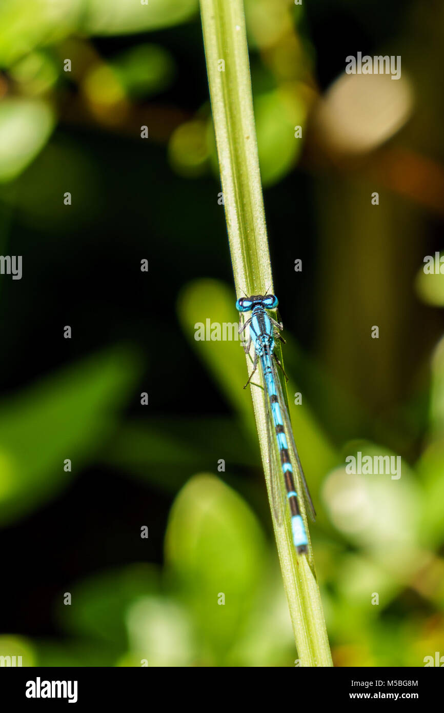 blue dragonfly sits on the grass with dark background Stock Photo - Alamy