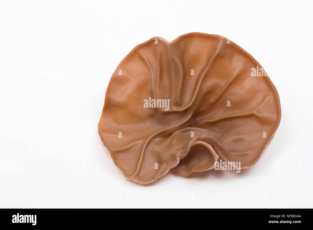 Edible wood ear fungi found growing on a fallen elder tree in woodland in Dorset England UK GB. Photographed on a white background. Stock Photo