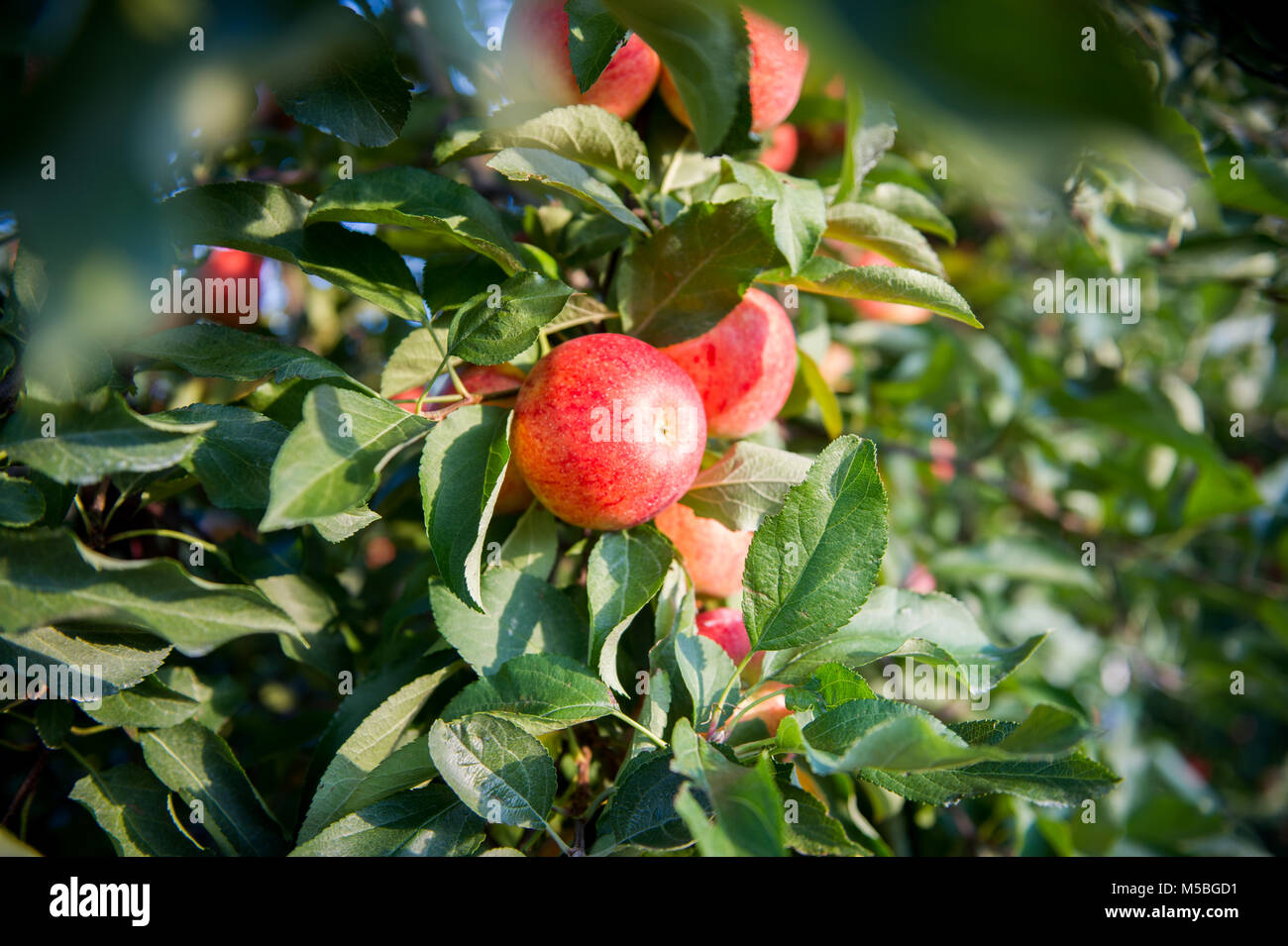 Apple orchard in Keedysville Md Stock Photo Alamy