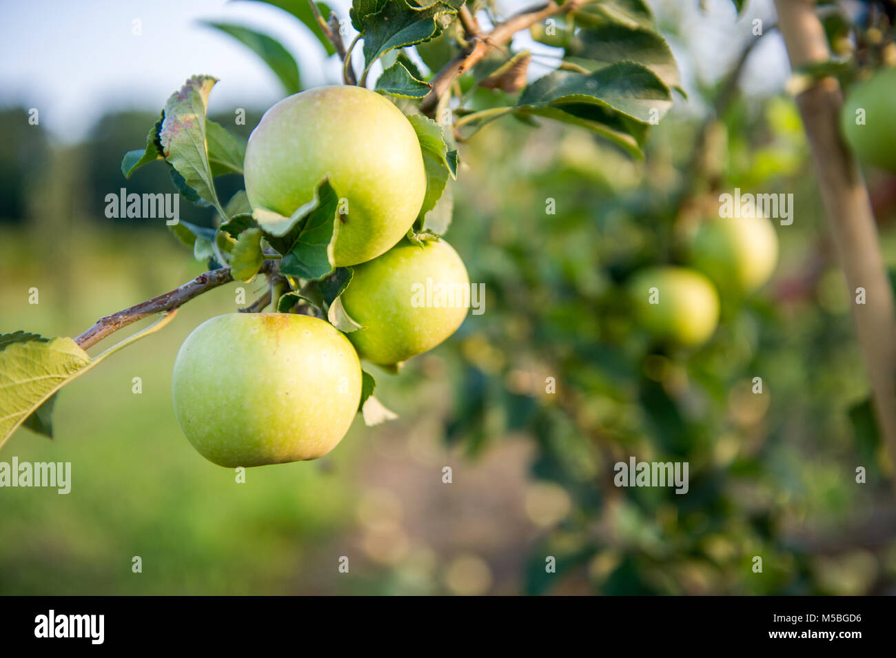 Apple orchard in Keedysville Md Stock Photo Alamy