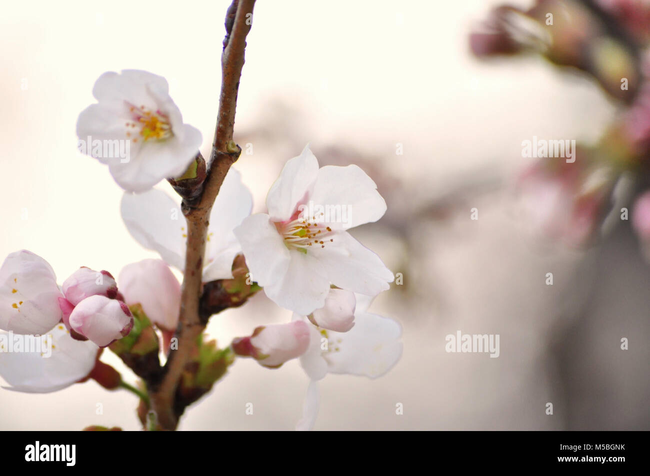 Closeup of Cherry Blossom branch at peak bloom Stock Photo - Alamy