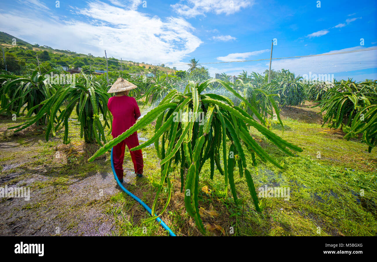 Dragon fruit in garden or Red dragon fruit on plant at Binh Thuan, Vietnam.  The farmer in dragon fruit garden Stock Photo - Alamy